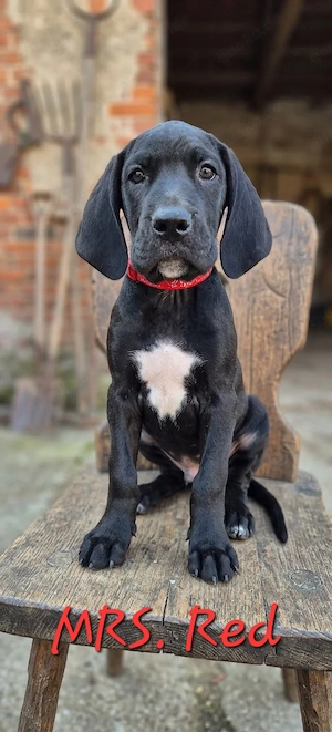 Deutsche Dogge Welpen  Bild 8