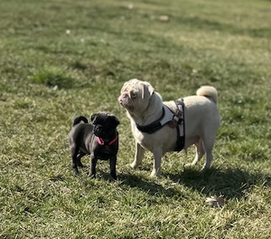 Edel schwarze Altdeutsche Möpse Bild 7