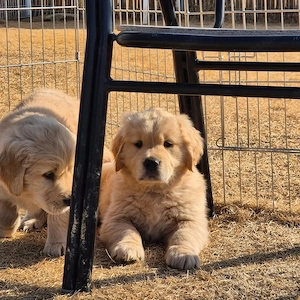 Herausragende Golden-Retriever-Welpen