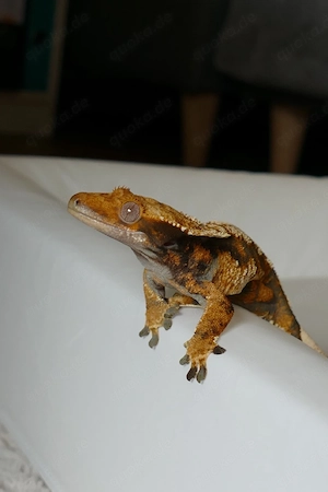 kronengecko weibchen in gute hände abzugeben 