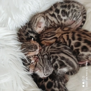 Wunderschöne Bengal Kitten mit Stammbaum.