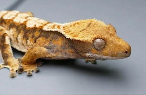 kronengecko dame mit exo terra terrarium