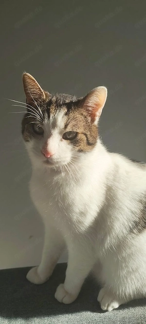 Liebevoller Kater Haru zu verkaufen 