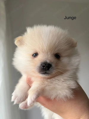 pomeranian zwergspitz junge welpen Bild 2