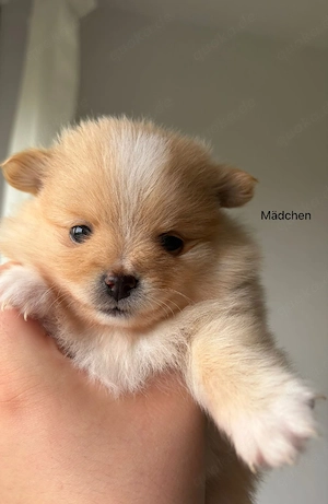 pomeranian zwergspitz junge welpen Bild 4
