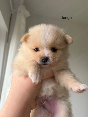 pomeranian zwergspitz junge welpen Bild 3