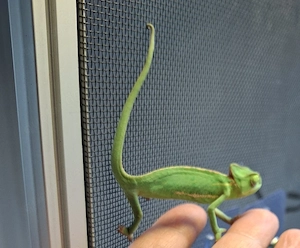 Jemen Chamäleon Nachwuchs 