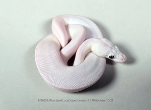 Königspython Python regius Nachzuchten 2025 Lesser, Champagne, Pastel