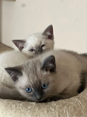 wunderschöne siam bkh kitten