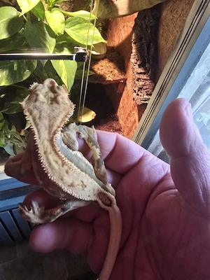 Kronengecko m. Terrarium