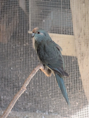 Junge Ziegensittiche 