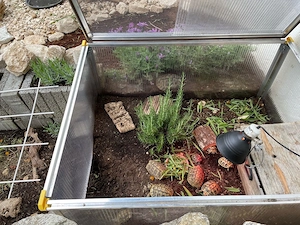 Griechische Landschildkröten (THB) NZ 2021,23,24