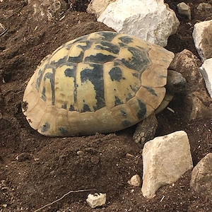 Griechische Landschildkröten (THB) NZ 2021,23,24 Bild 4
