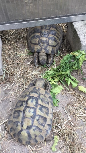 Griechische Landschildkröten (THB) NZ 2021,23,24 Bild 2