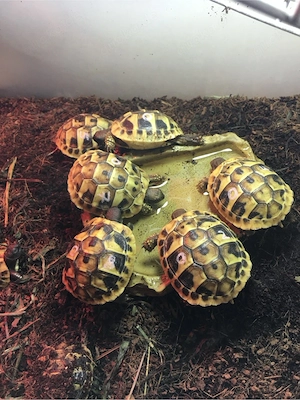 Griechische Landschildkröten (THB) NZ 2021,23,24 Bild 3