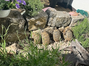 Griechische Landschildkröten (THB) NZ 2021,23,24 Bild 5