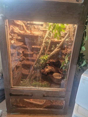 terrarium mit 5 Kornnattern 