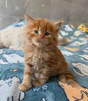 Gut aufgezogene Maine-Coon-Kätzchen