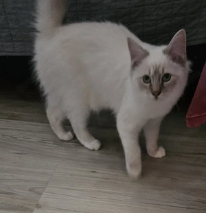 Heiliger Birma Kater