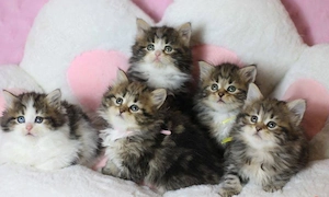 Unsere wunderschönen Britisch Langhaar Kätzchen suchen ein liebevolles Zuhause