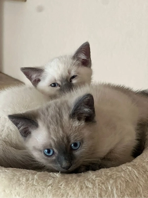 Wunderschöne Siam-BKH Kitten