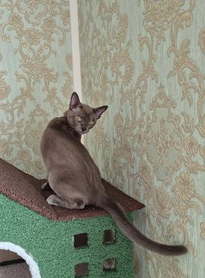 Burma Junge mit Stammbaum