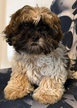 Welpen reinrassige shih tzu 