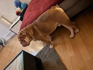 neues zuhause gesucht 