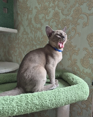 Burma Junge mit Stammbaum