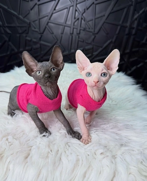    Sphynx-Kätzchen   Liebevoll und verspielt