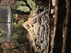 Siedleragamen Pärchen mit Terrarium 