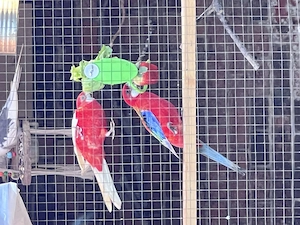 Rosella Paar von 2025