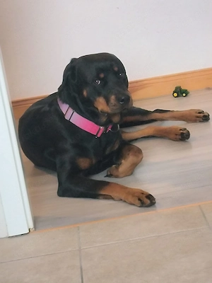 Rottweiler 