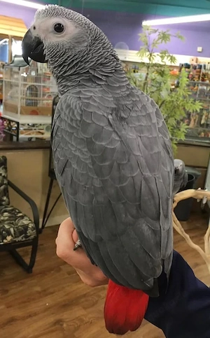 zahme Papageien verfügbar