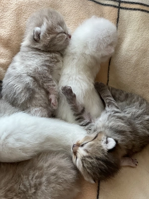 Britisch Kurzhaar Mix Kitten