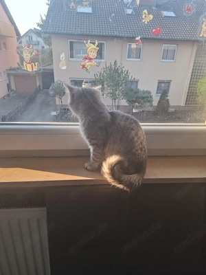 Britische kurzhare naby katze