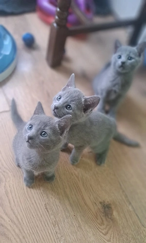 Bezaubernde und makellose Russisch Blau Kätzchen, gesund, verspielt und bereit für ein neues Zuhause