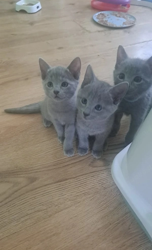 1 reinrassiges Russisch Blau Kitten (weiblich) abzugeben 