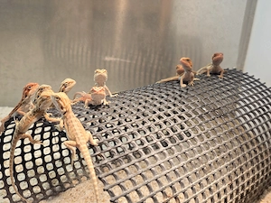 Vorankündigung Bartagamen Nachzucht 