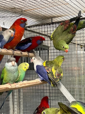   Wunderschöne Pennantsittiche, Bergsittiche und Agaporniden