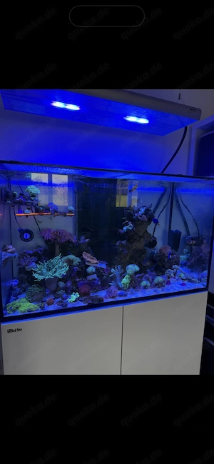 Meerwasser Salzwasser Korallen Aquarium 