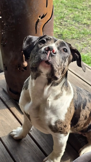 American Bullys xl Hündinnen