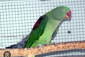 Suche Große Alexandersittiche 