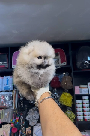 Gesunde männliche und weibliche Pomeranian-Welpen 