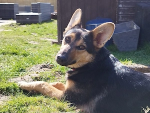 Dora - Junghündin auf der Suche