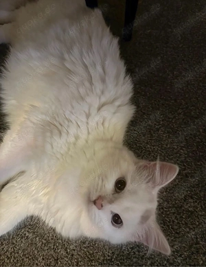 Siam-Mix Katze (weiblich)   verspielt & verschmust   8 Monate Bild 2