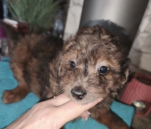 Süße kleinbleibende Mischlings Welpen.