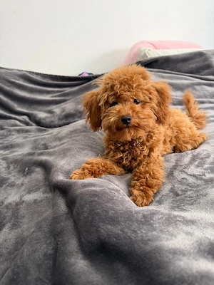 Wunderschöner Toypudel-Rüde (rot) sucht ein liebevolles Zuhause 