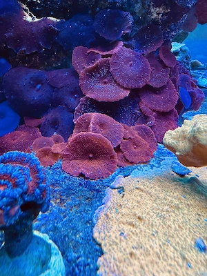 Scheibenanemonen Meerwasser Koralle rot blau lila