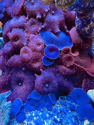 Scheibenanemonen Meerwasser Koralle rot blau lila